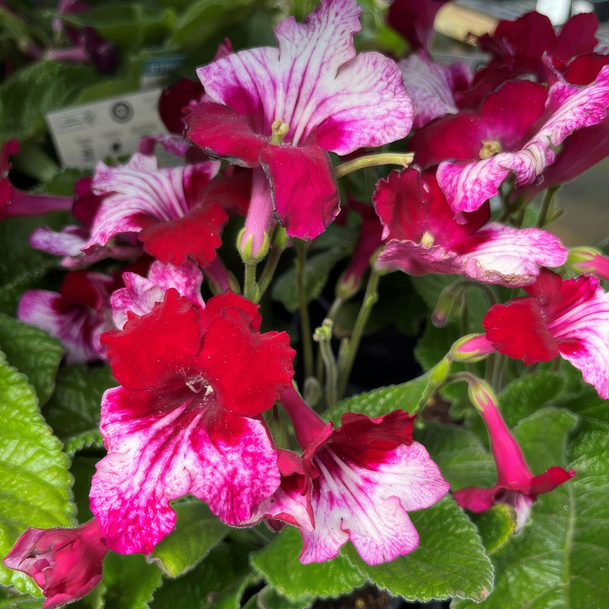 Streptocarpus Ladyslippers Red Bicolour P12slsrbc - Garden Express Australia