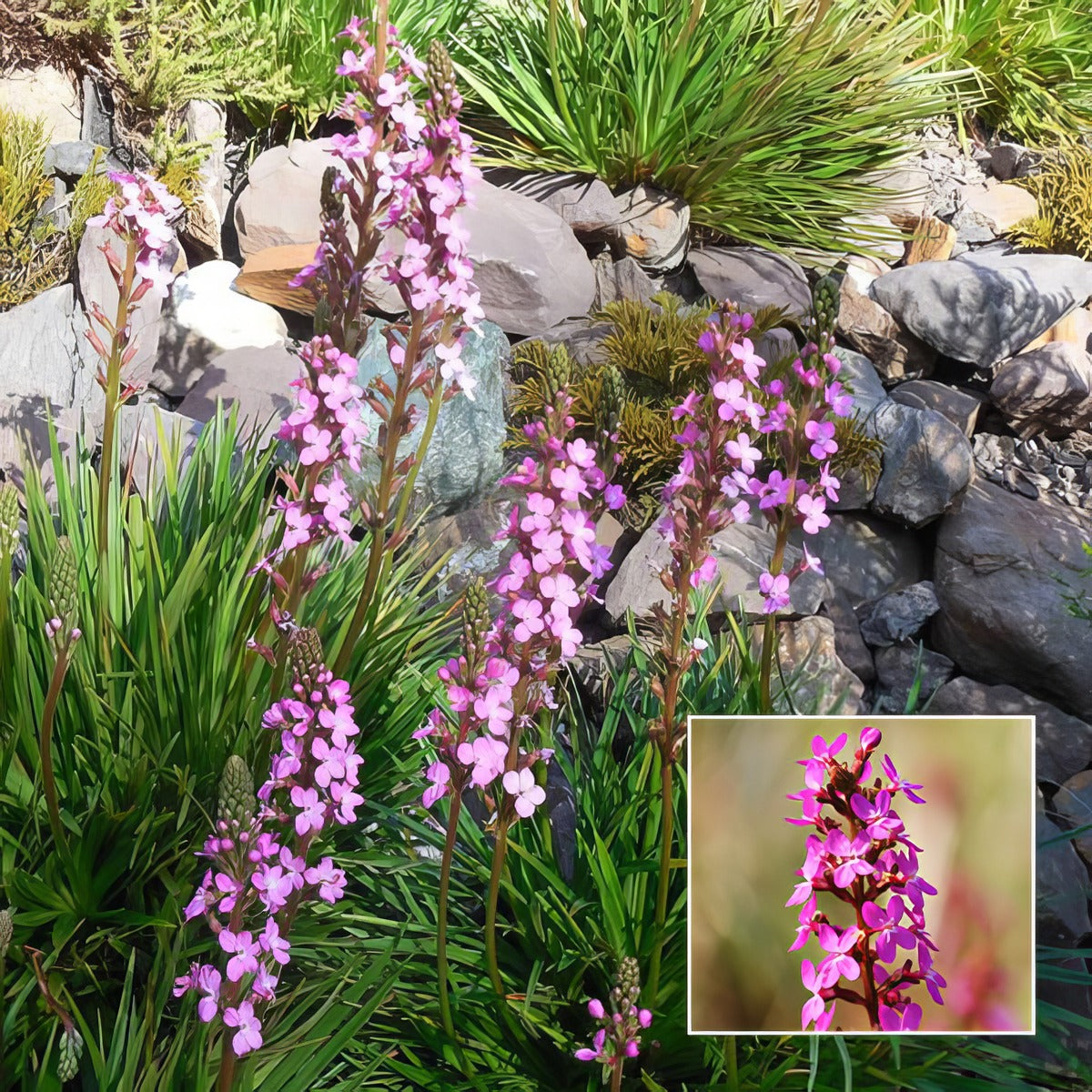 Stylidium Pink A Saurus Pplstypas - Garden Express Australia