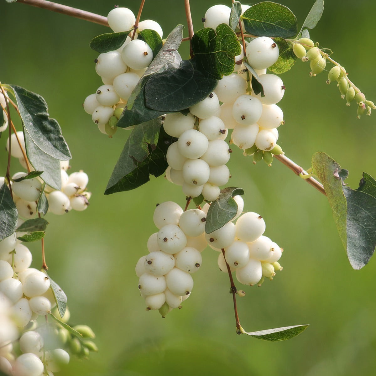 Symphoricarpos Snowberry - Garden Express Australia