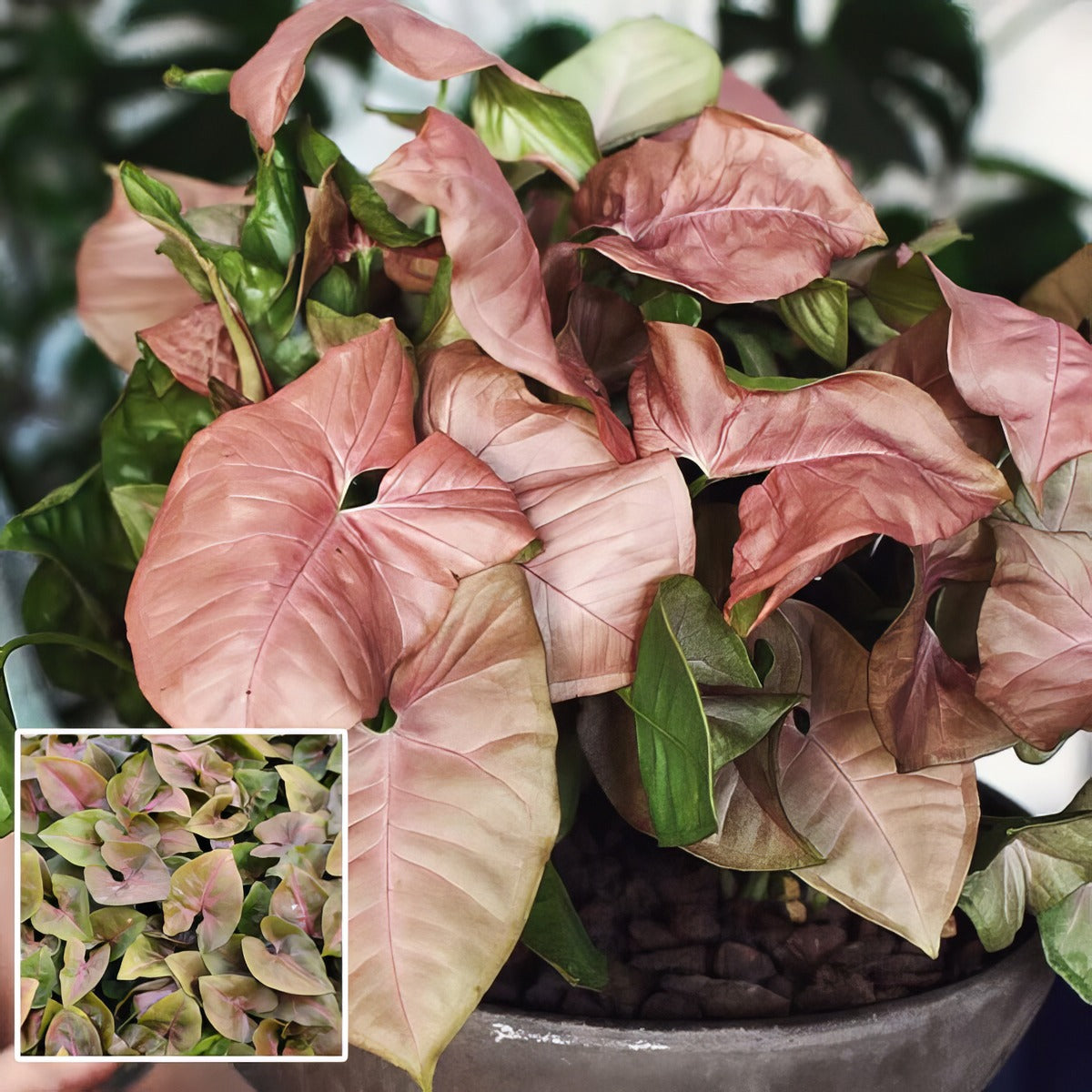 Syngonium Maria P10synmar - Garden Express Australia