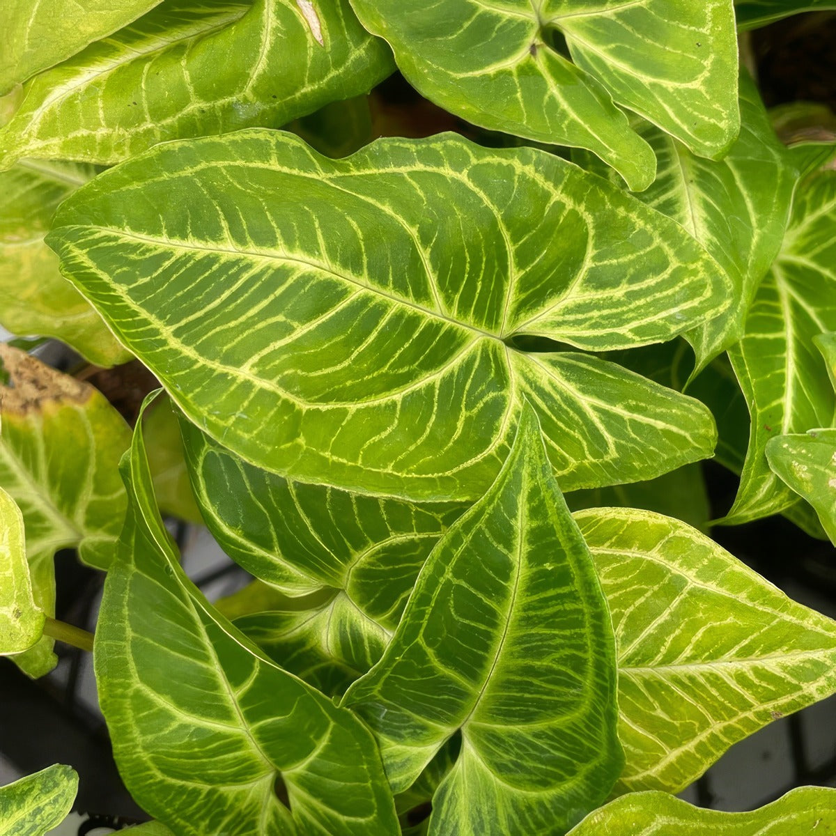 Syngonium Noak P10synnoa - Garden Express Australia