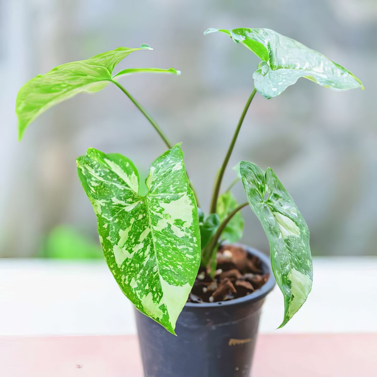 Syngonium Panda P12synpan - Garden Express Australia