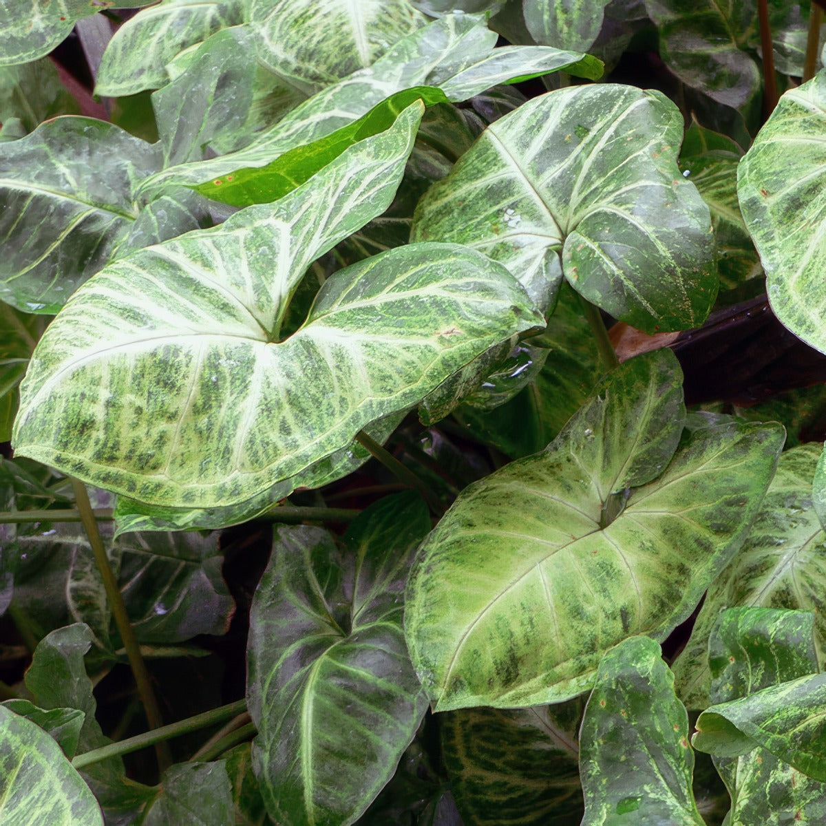 Syngonium Robusta P10synrob - Garden Express Australia
