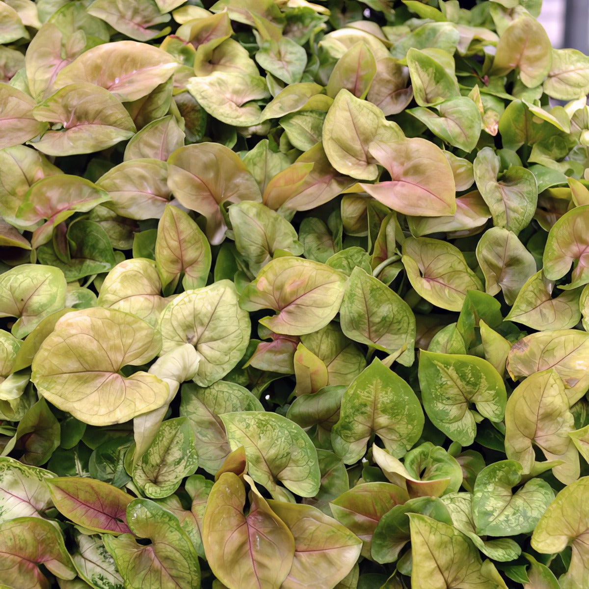 Syngonium Berry P10synber - Garden Express Australia
