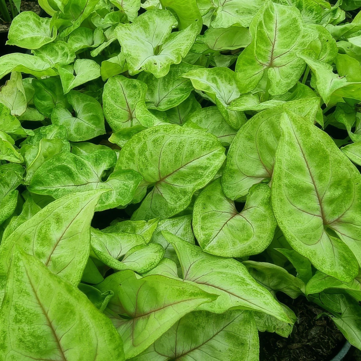 Syngonium Golden Allusion P10syngal - Garden Express Australia