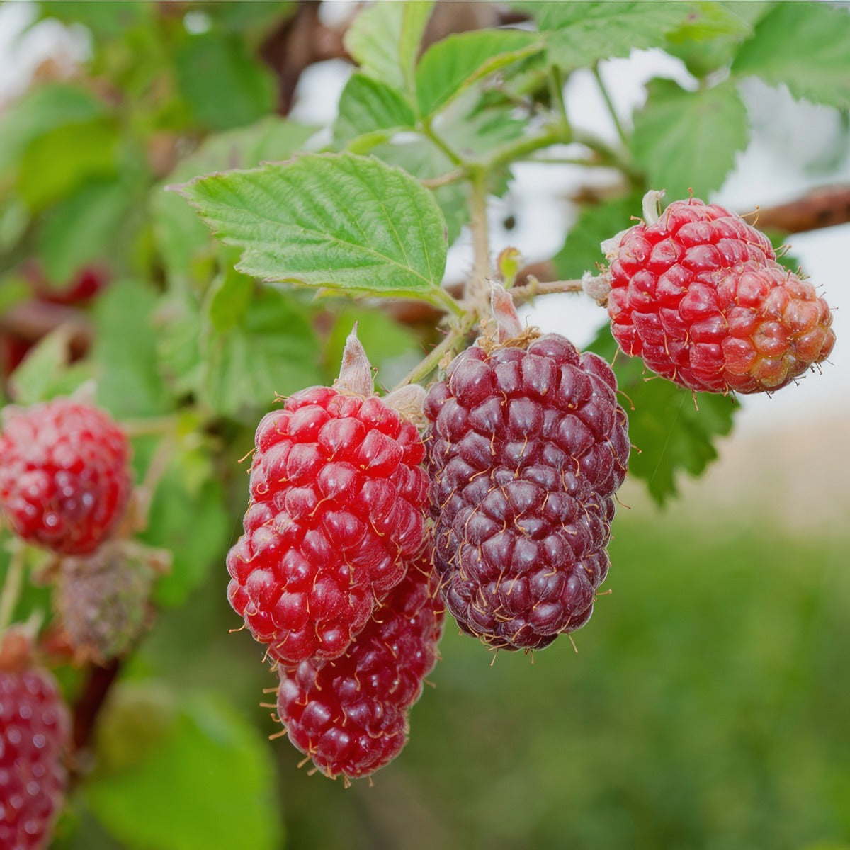Tayberry Pktayber - Garden Express Australia
