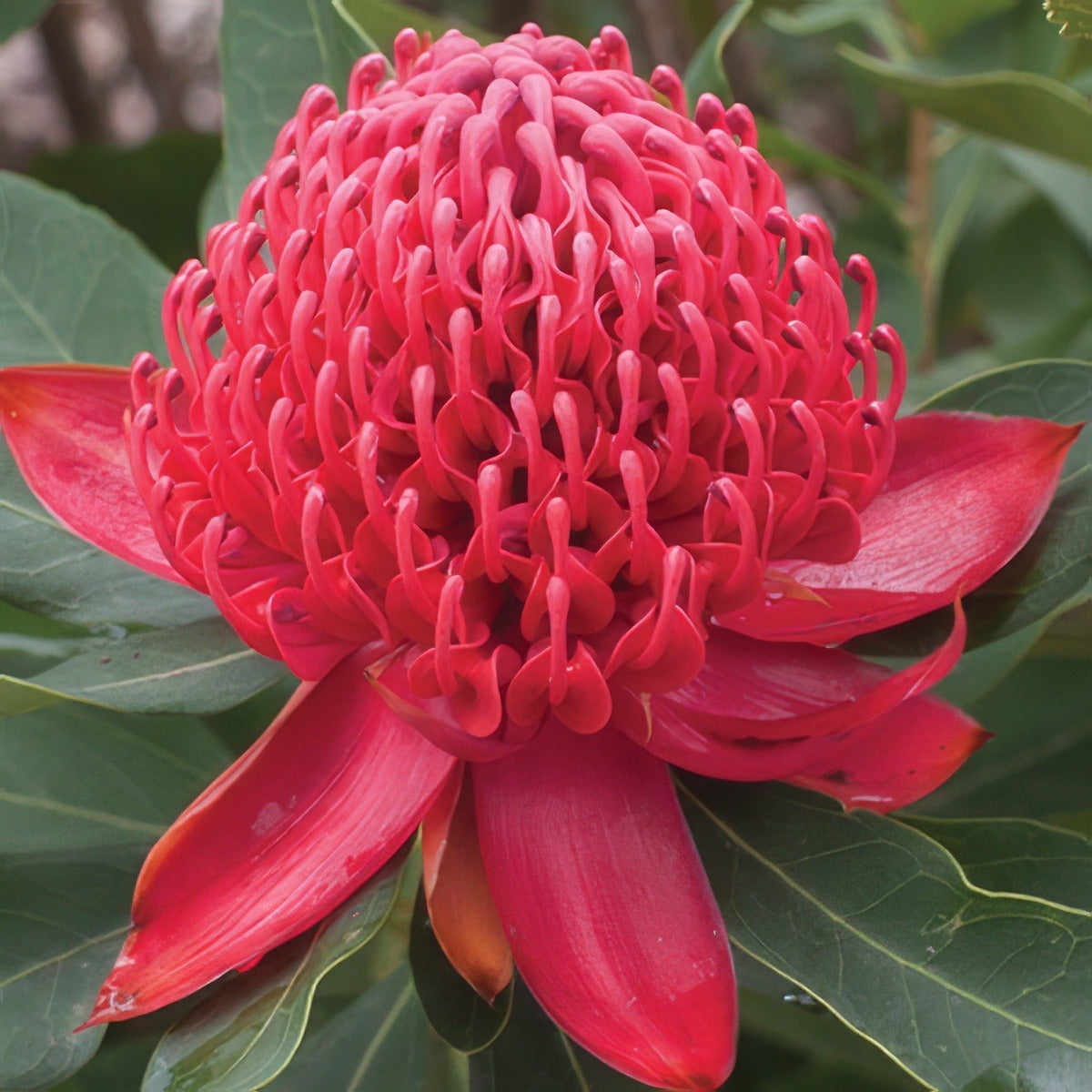 Waratah Shady Lady Crimson Pplproslc - Garden Express Australia