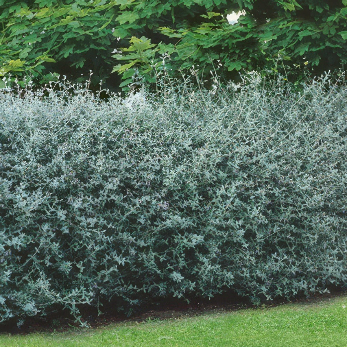 Teucrium Fruticans16 - Garden Express Australia