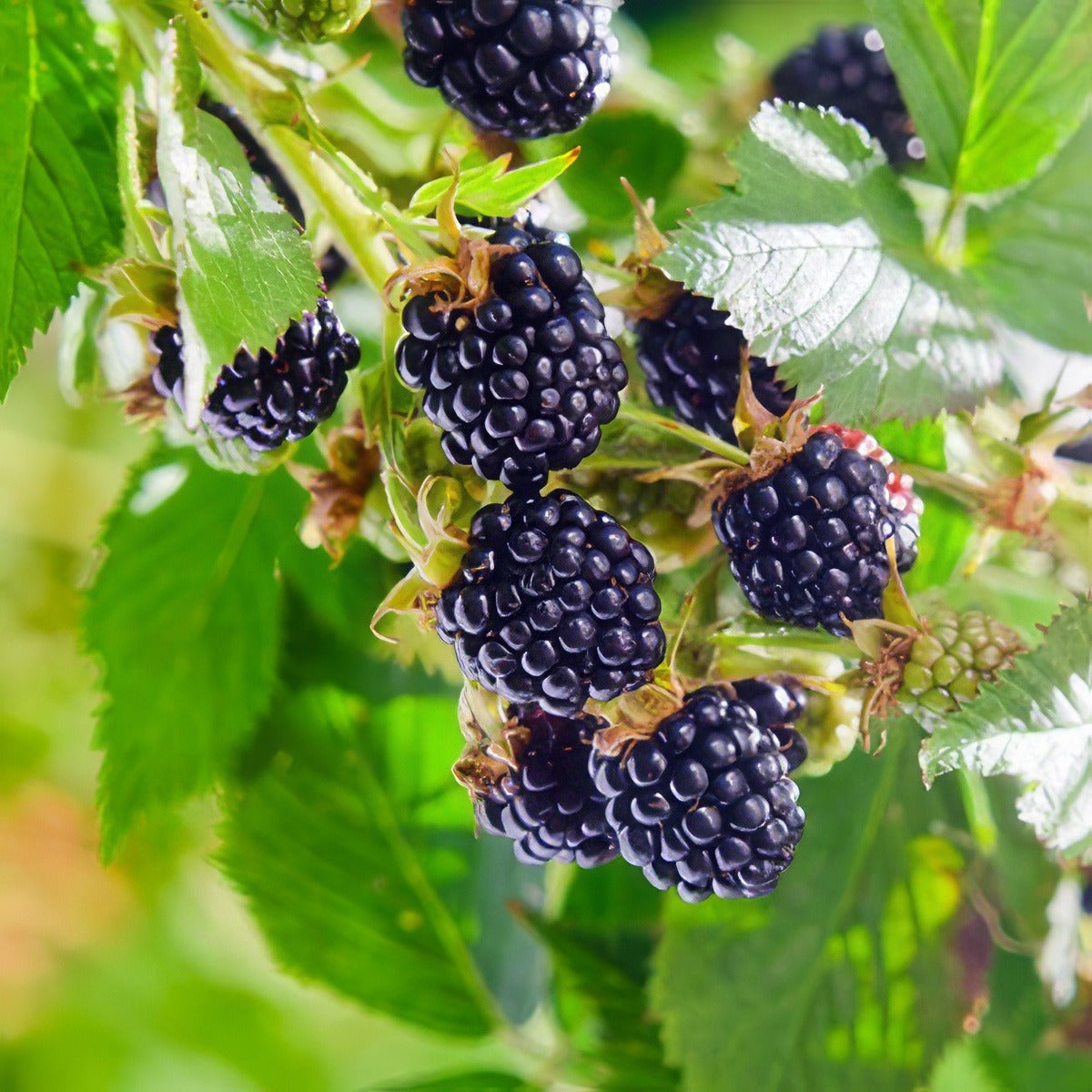 Blackberry 16 - Garden Express Australia