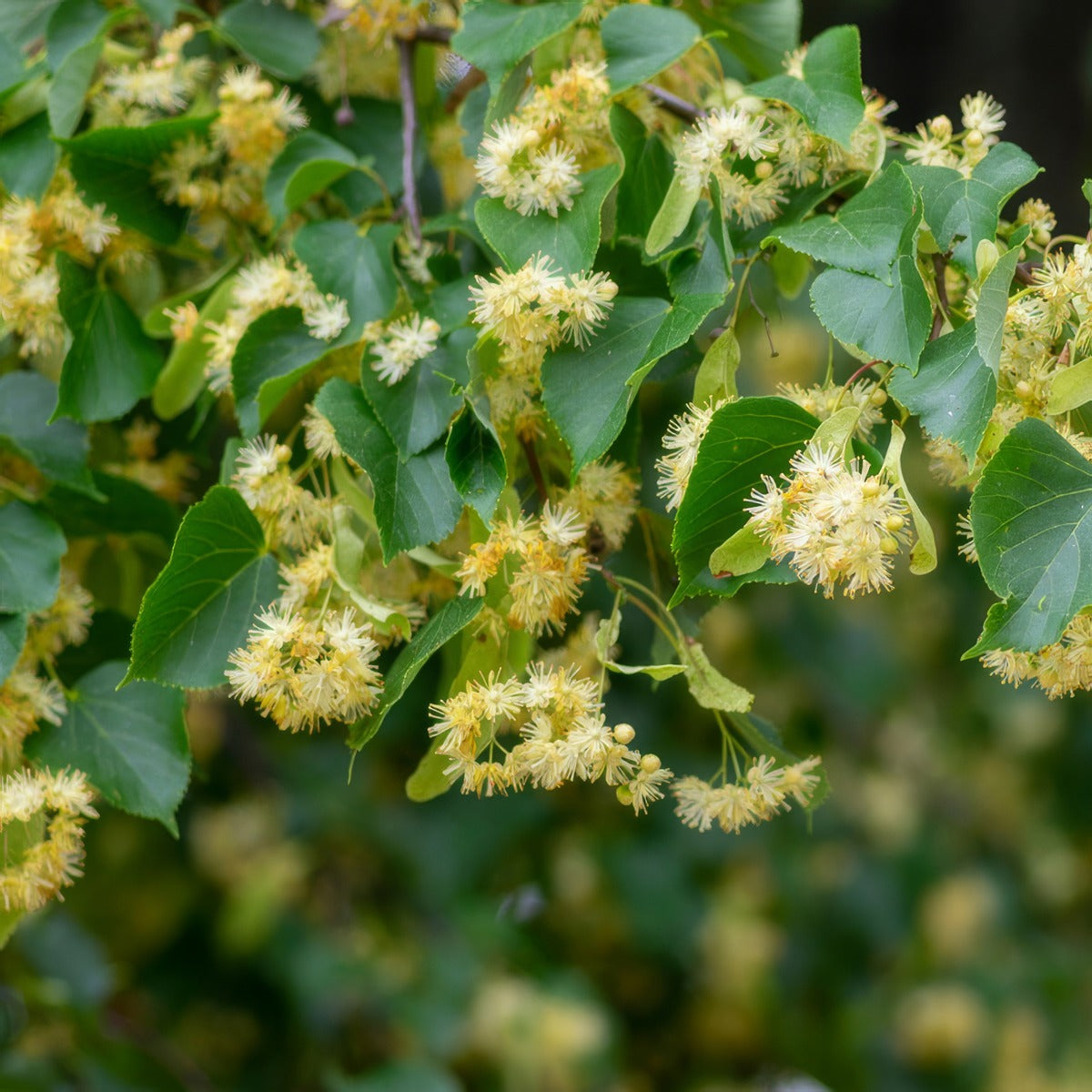 Tilia Linden Tree Flowers - Garden Express Australia