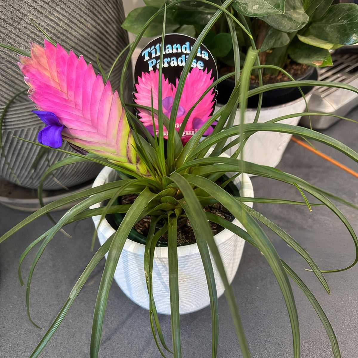Tillandsia Paradise - Garden Express Australia