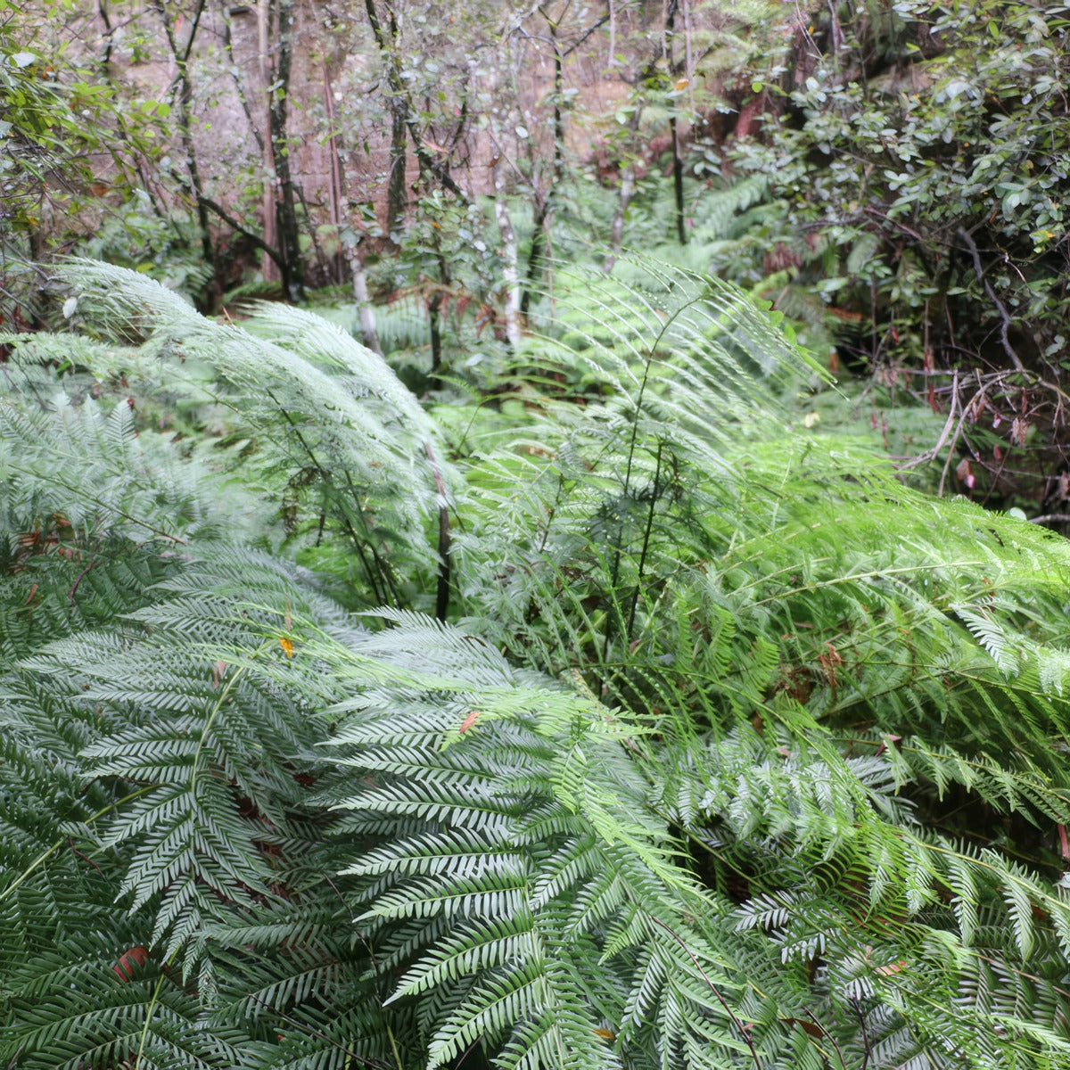 Todea King Fern P68todkfe - Garden Express Australia