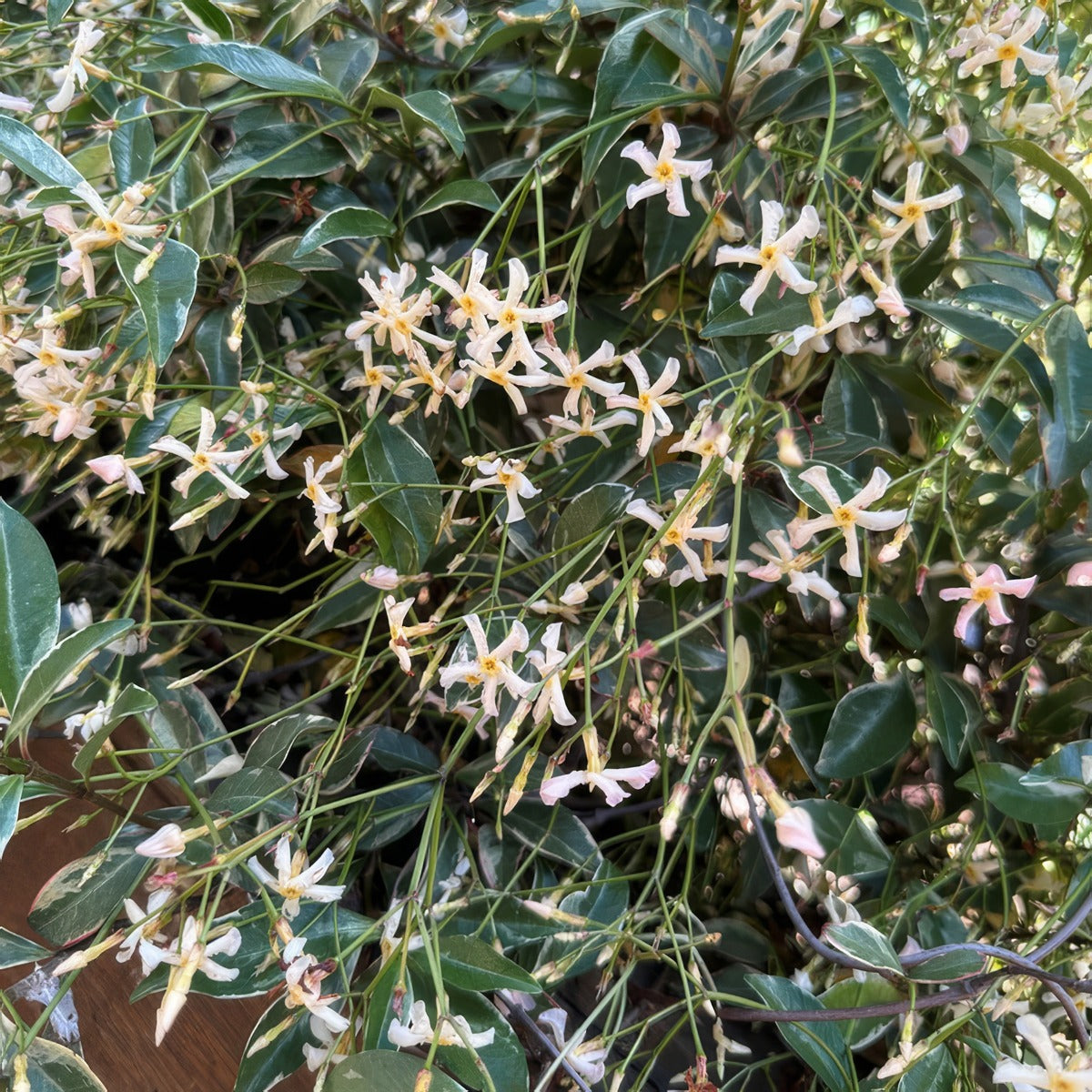 Trachelospermum Asiaticum Pink Variegated Jasmine 2 - Garden Express Australia