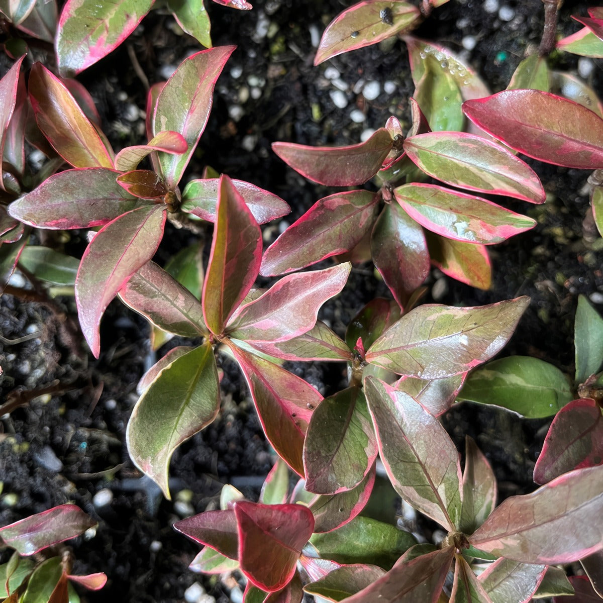 Trachelospermum Asiaticum Pink Variegated Jasmine 3 - Garden Express Australia