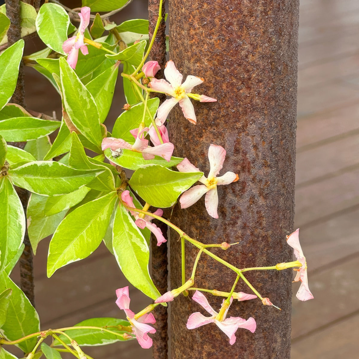 Trachelospermum Asiaticum Pink Variegated Jasmine - Garden Express Australia