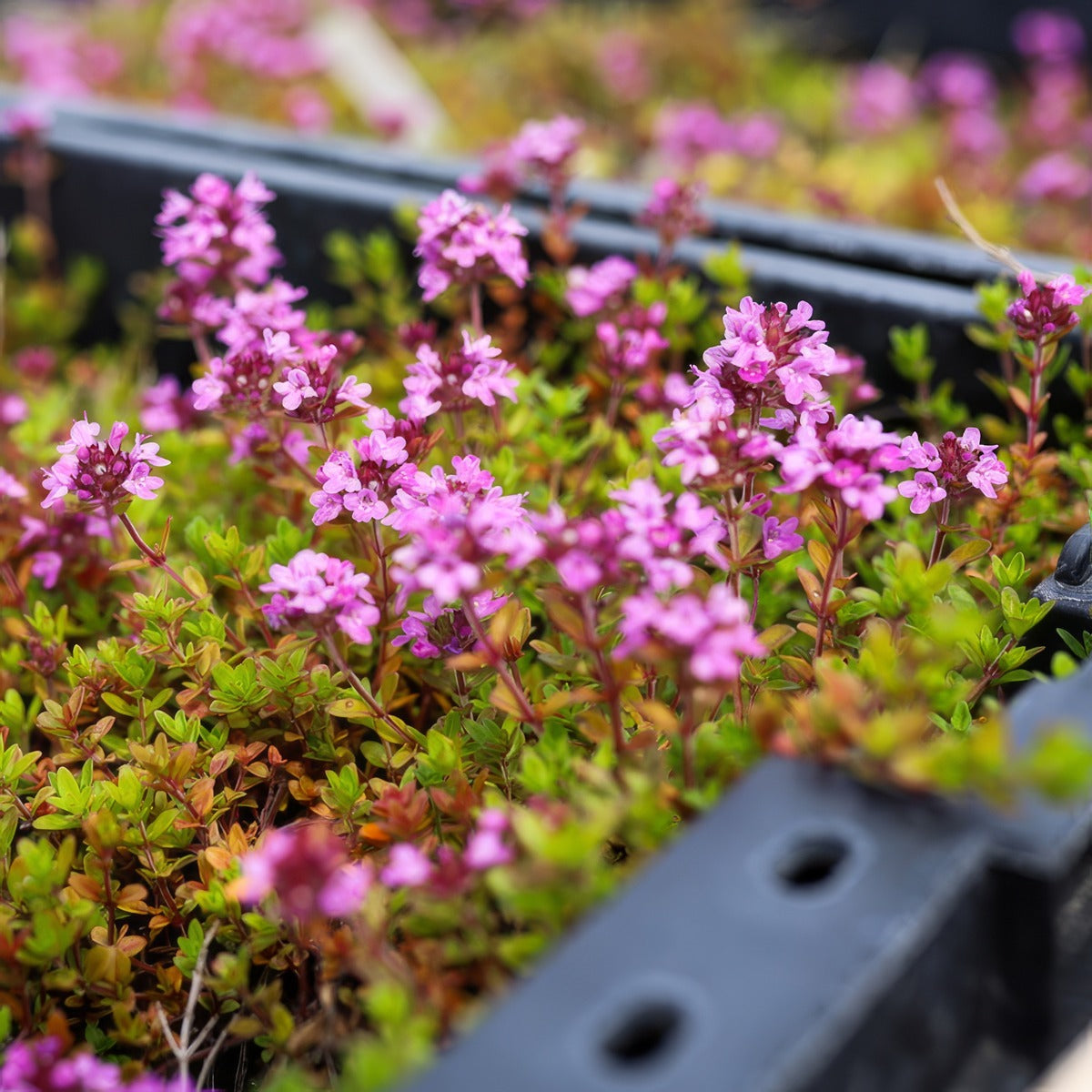 Creeping Red Thyme - Garden Express Australia
