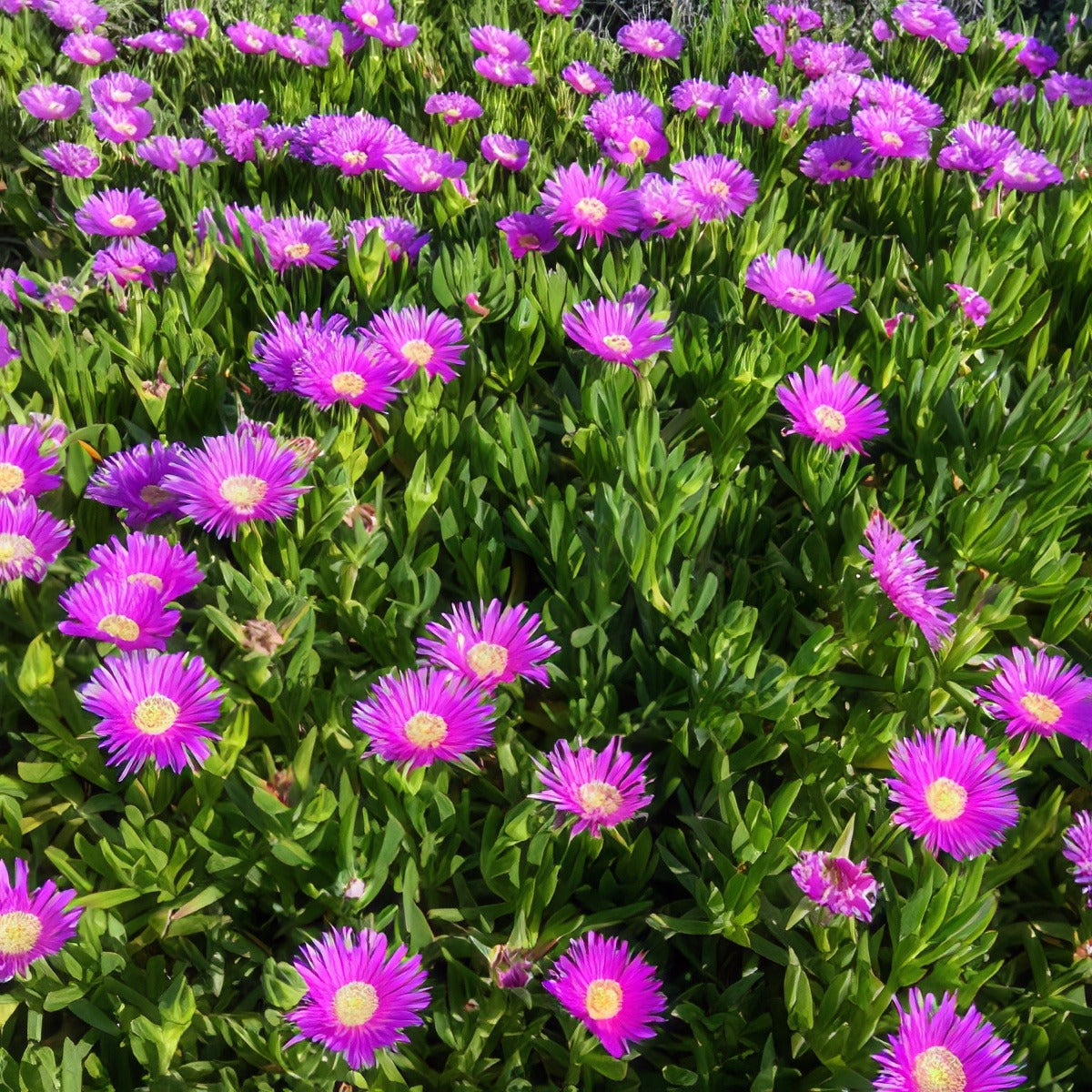Native Pigface 16 - Garden Express Australia