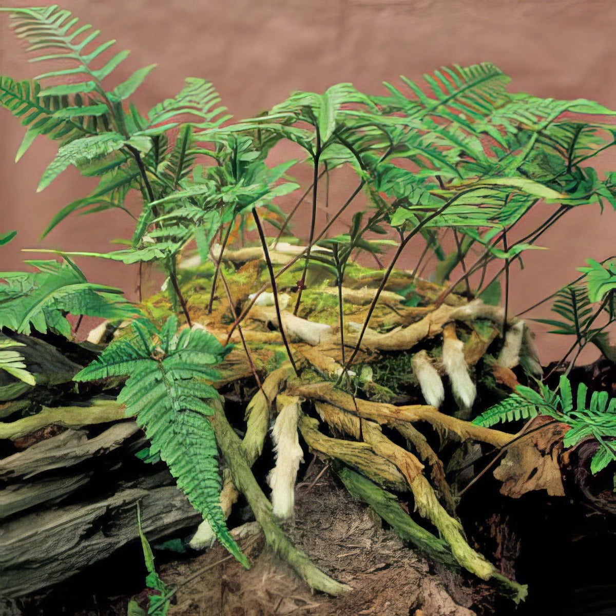 White Rabbits Foot Fern Lpowraff - Garden Express Australia