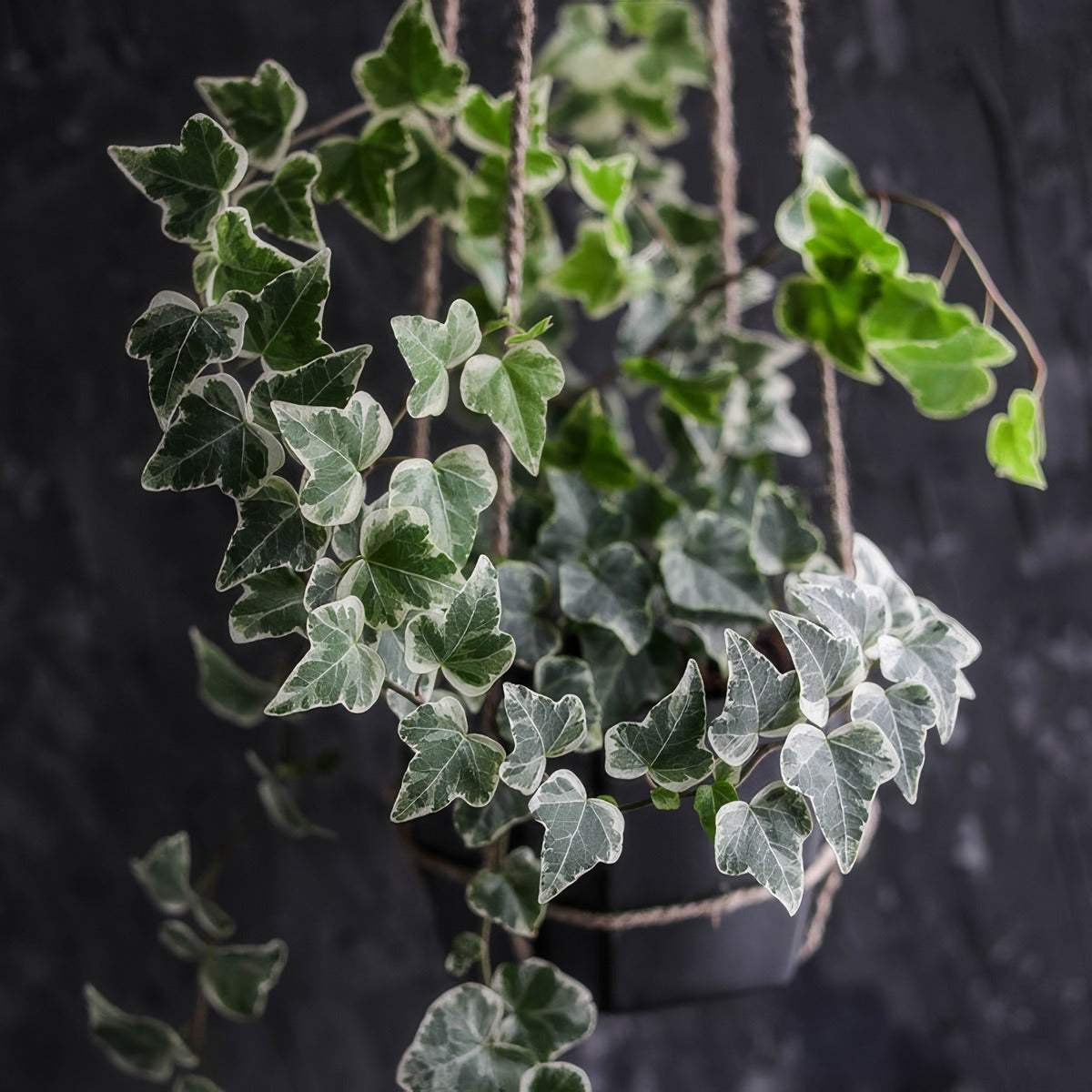 Hedera Variegated Ivy Pplhedviv - Garden Express Australia