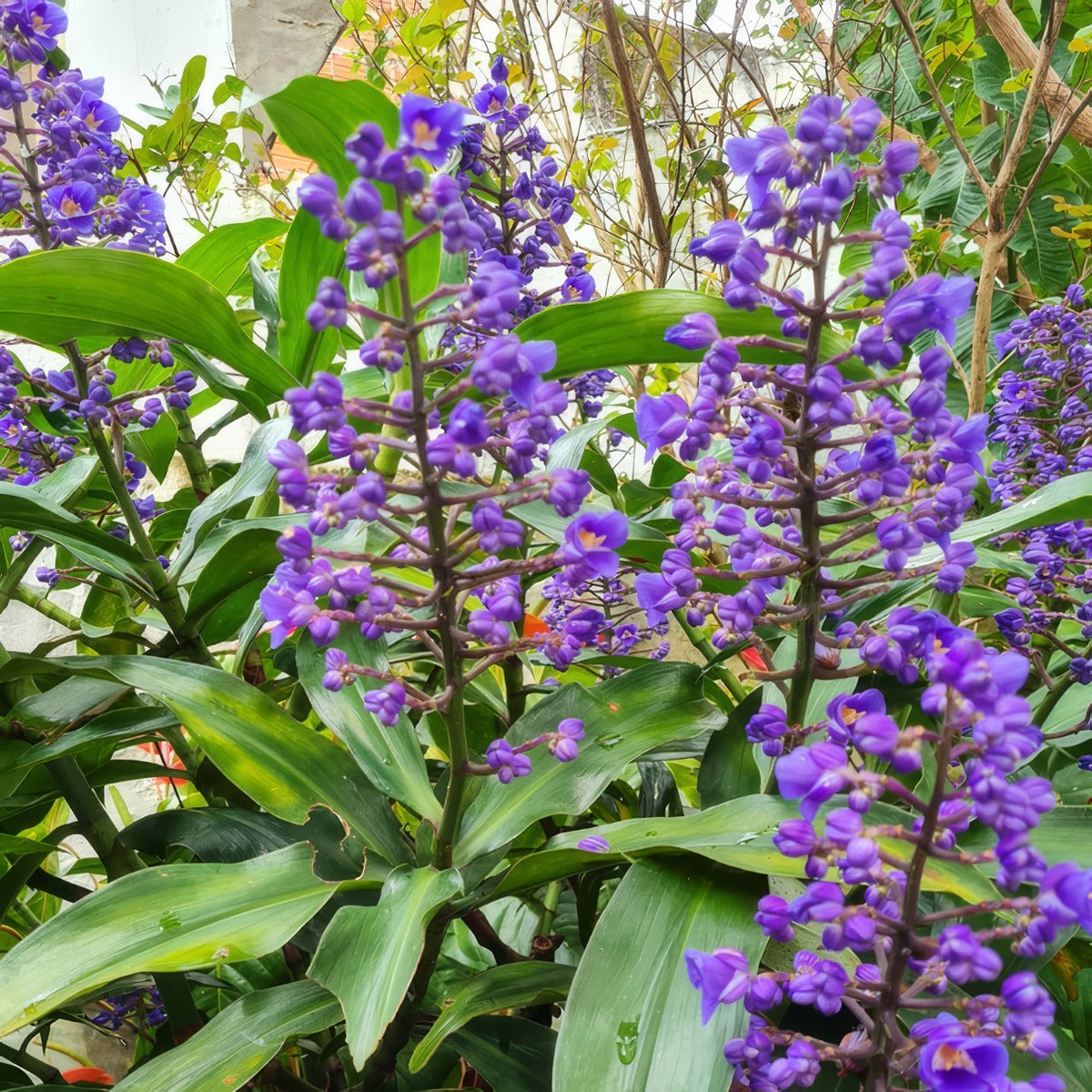 Blue Ginger 2 P75ginblu - Garden Express Australia
