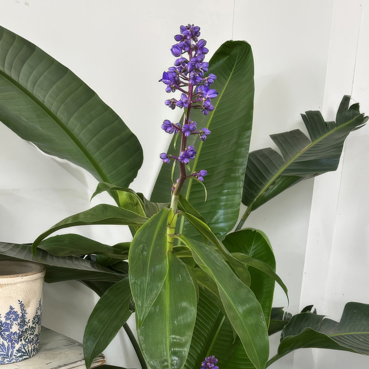Blue Ginger 3 P75ginblu - Garden Express Australia