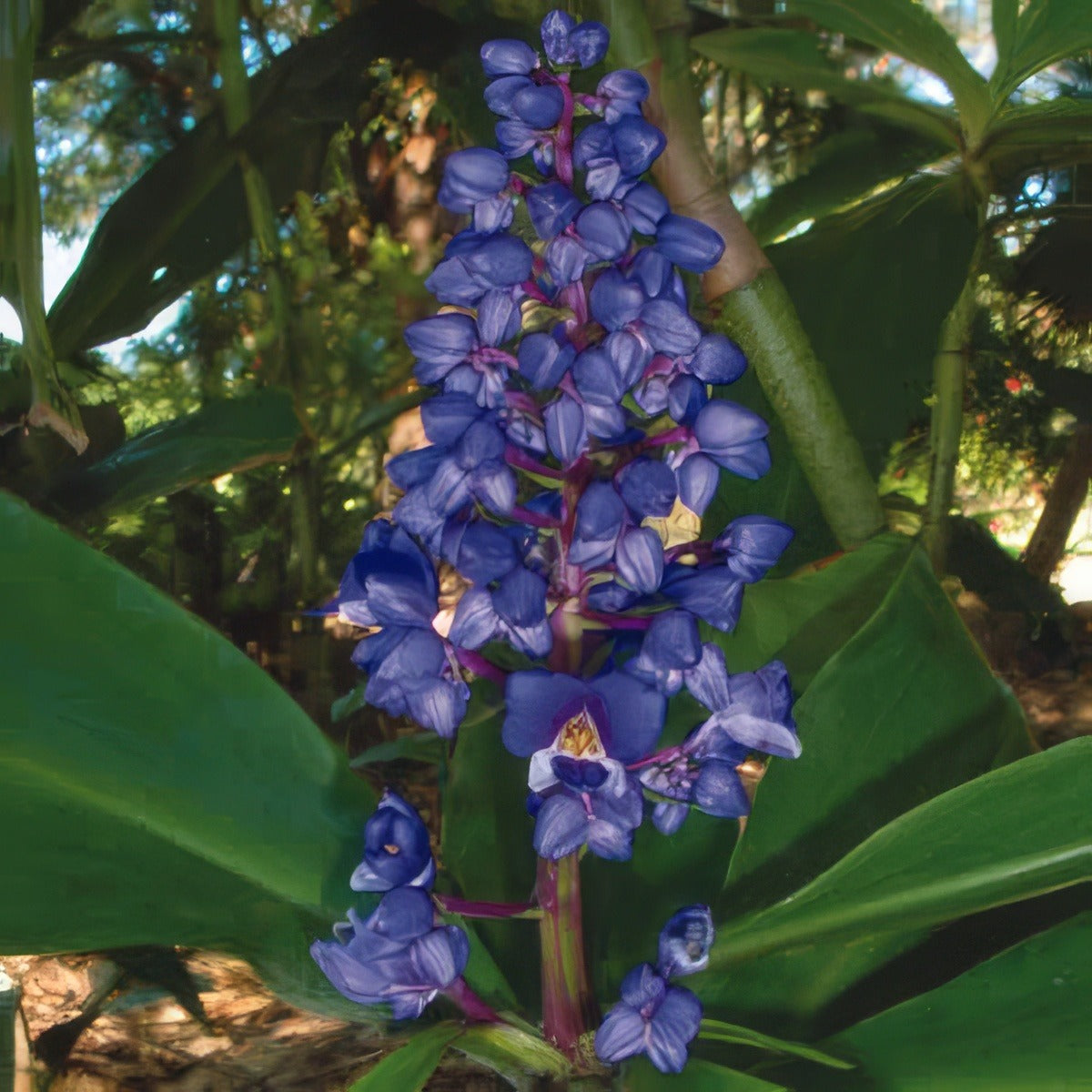 Blue Ginger Flower - Garden Express Australia