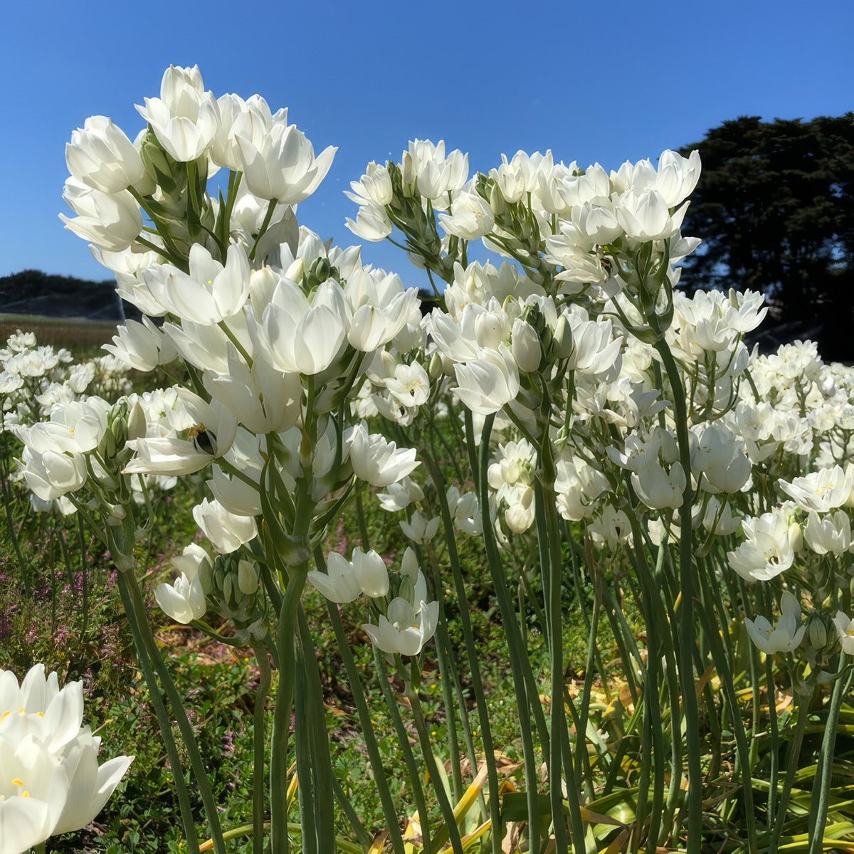 Black Pearl Lily 2 Pkblapli 2025 - Garden Express Australia