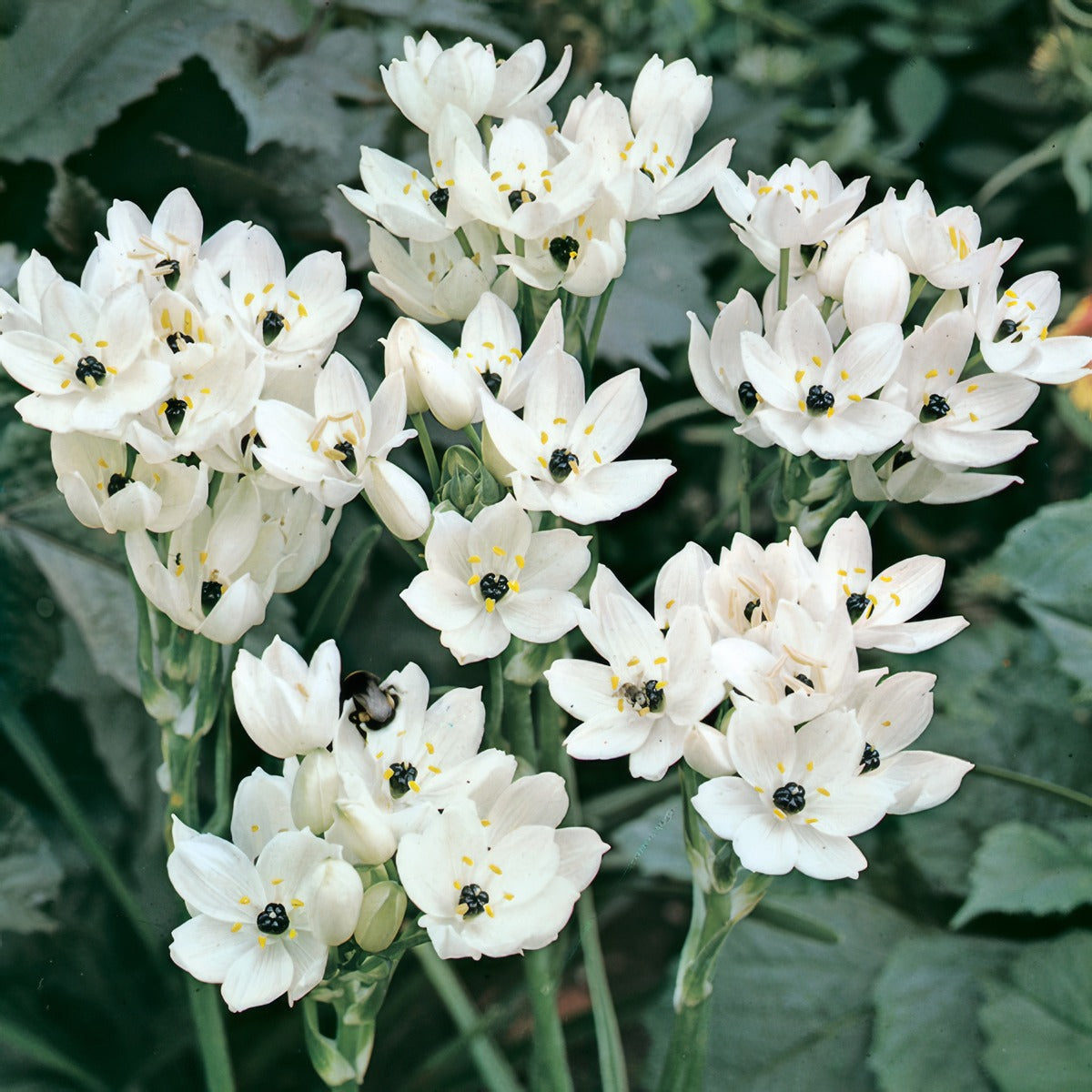 Black Pearl Lily Pkblapli 2017 - Garden Express Australia