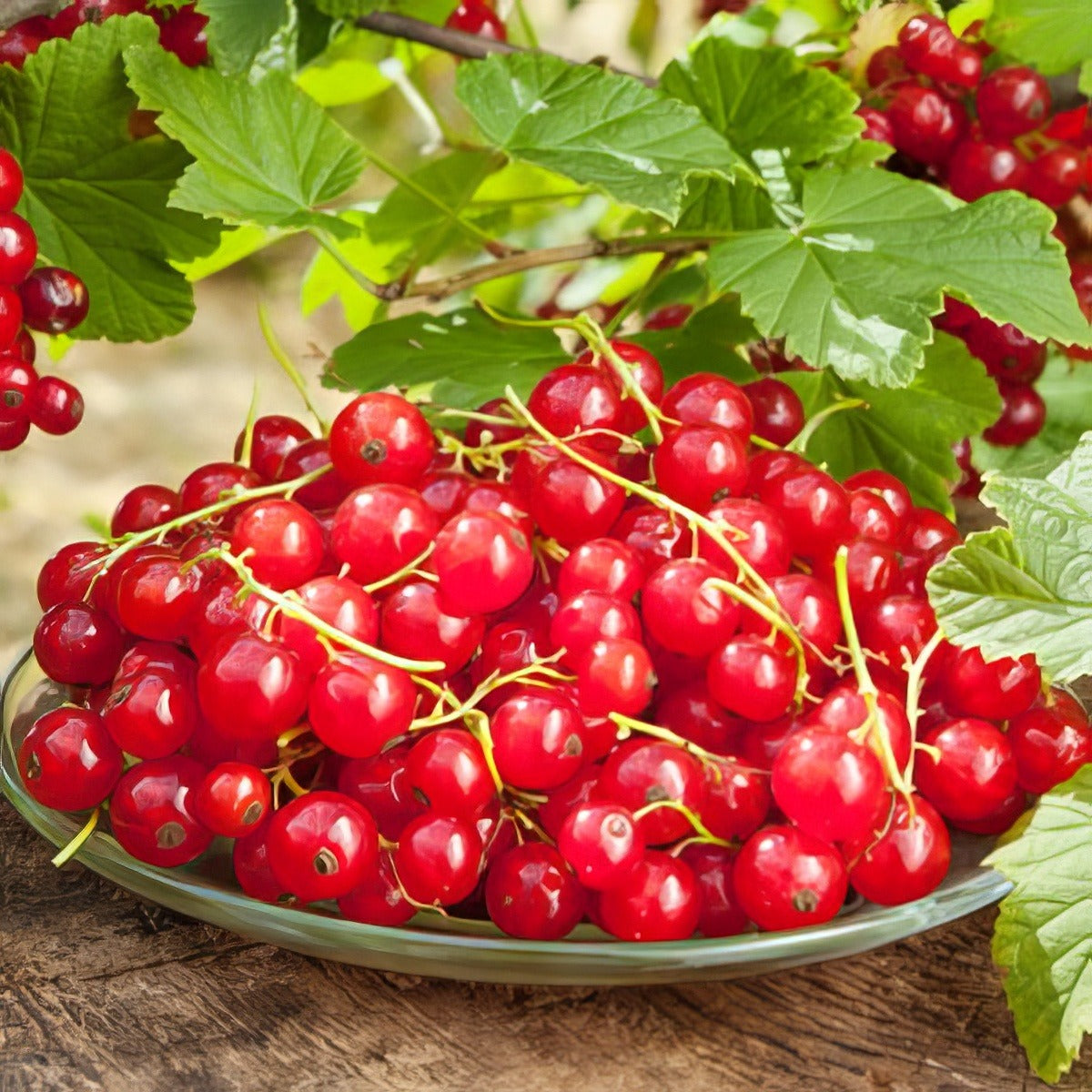 Red Currant St 199977680 15 - Garden Express Australia