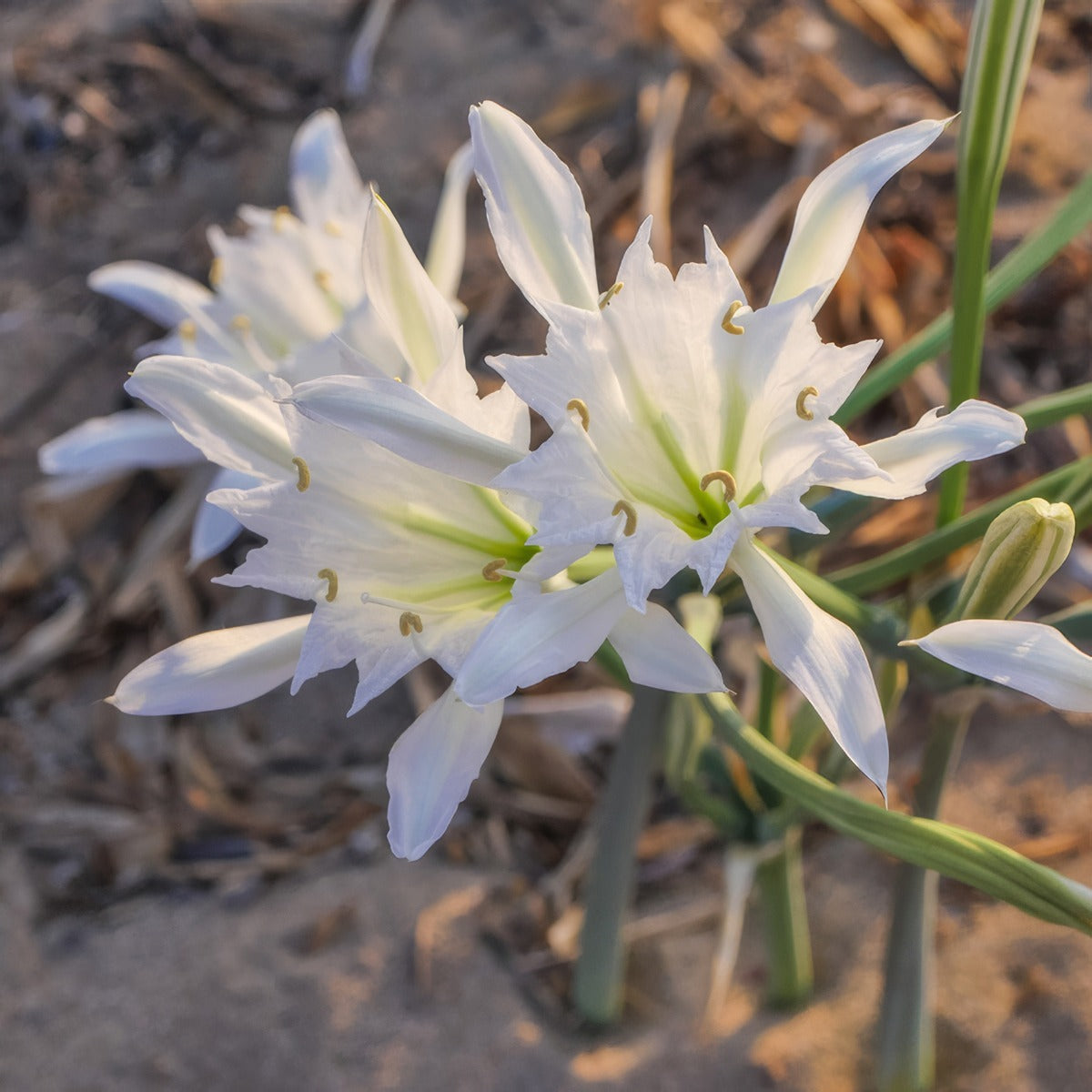 Sea Daffodil 2 Pkseadaf 2025 - Garden Express Australia