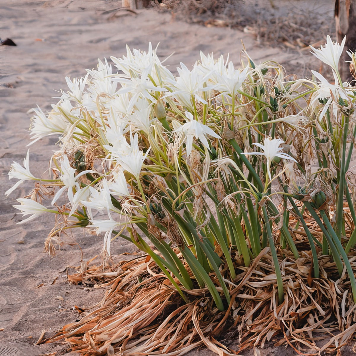 Sea Daffodil Pkseadaf 2025 - Garden Express Australia