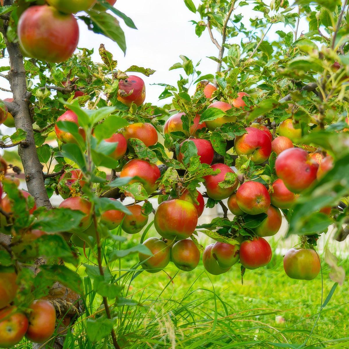 Dwarf Apple Bite Size Treappdbs - Garden Express Australia