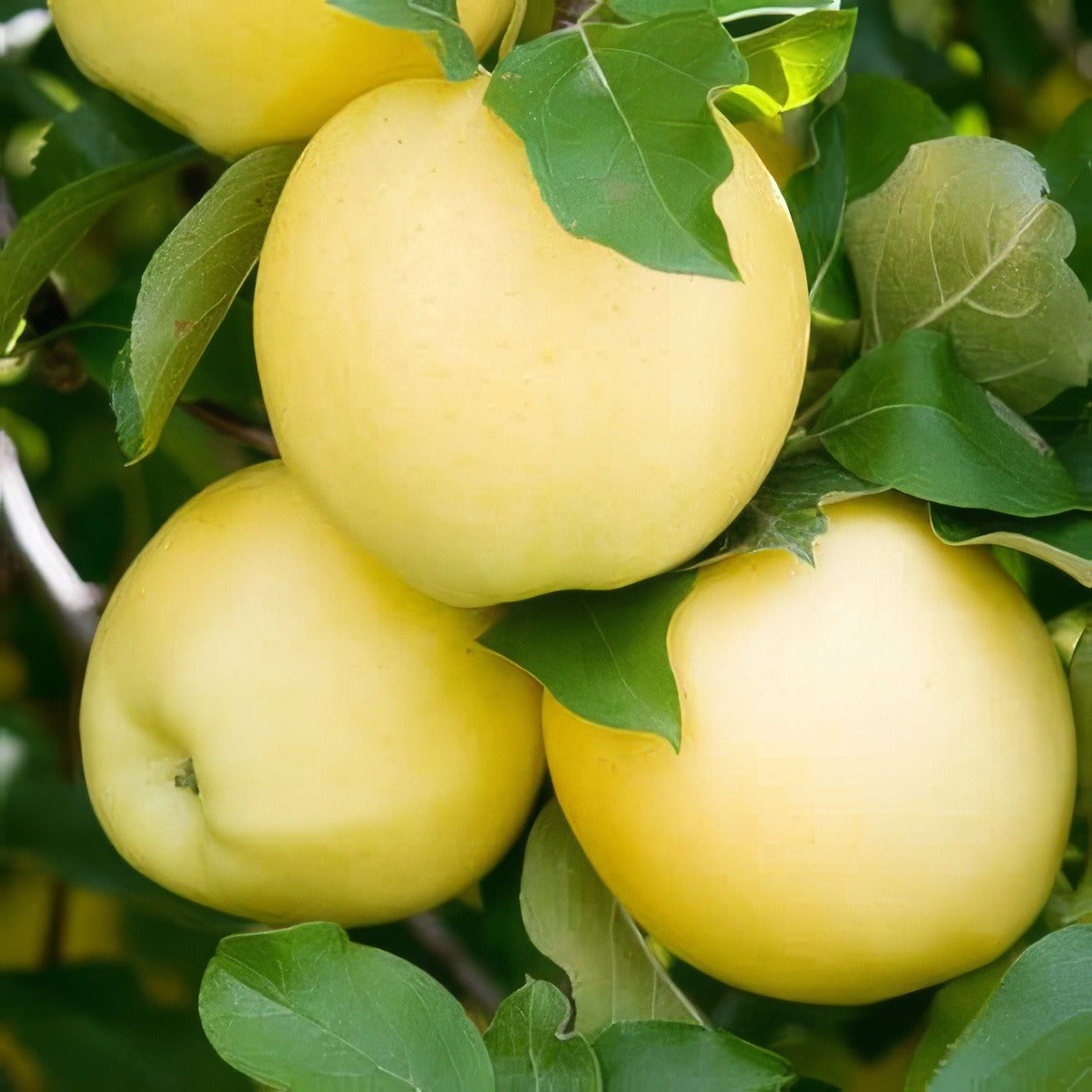 Apple Golden Delicious13 - Garden Express Australia