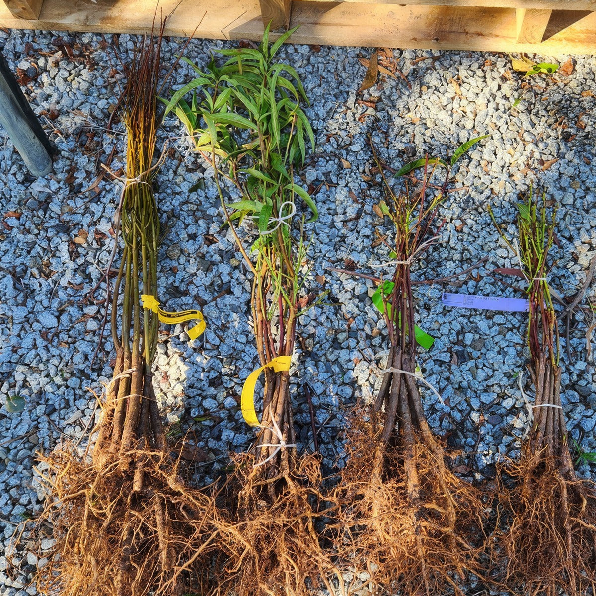Gallery Shot Fruit Trees - Garden Express Australia