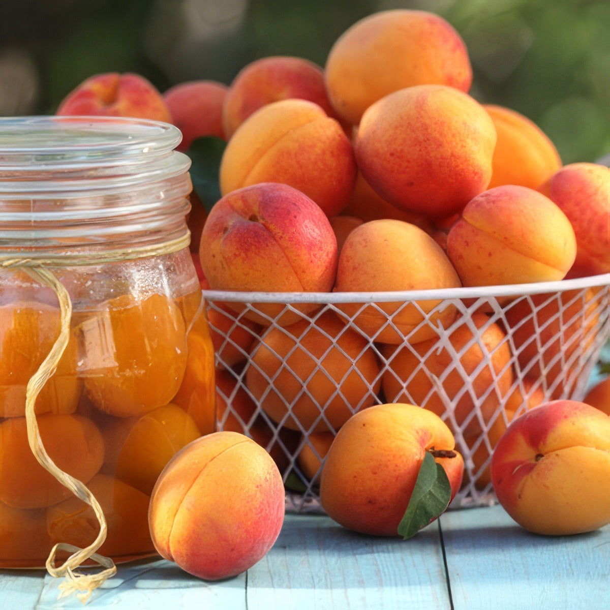 Dwf Apricot Bulida Treaprdbu - Garden Express Australia