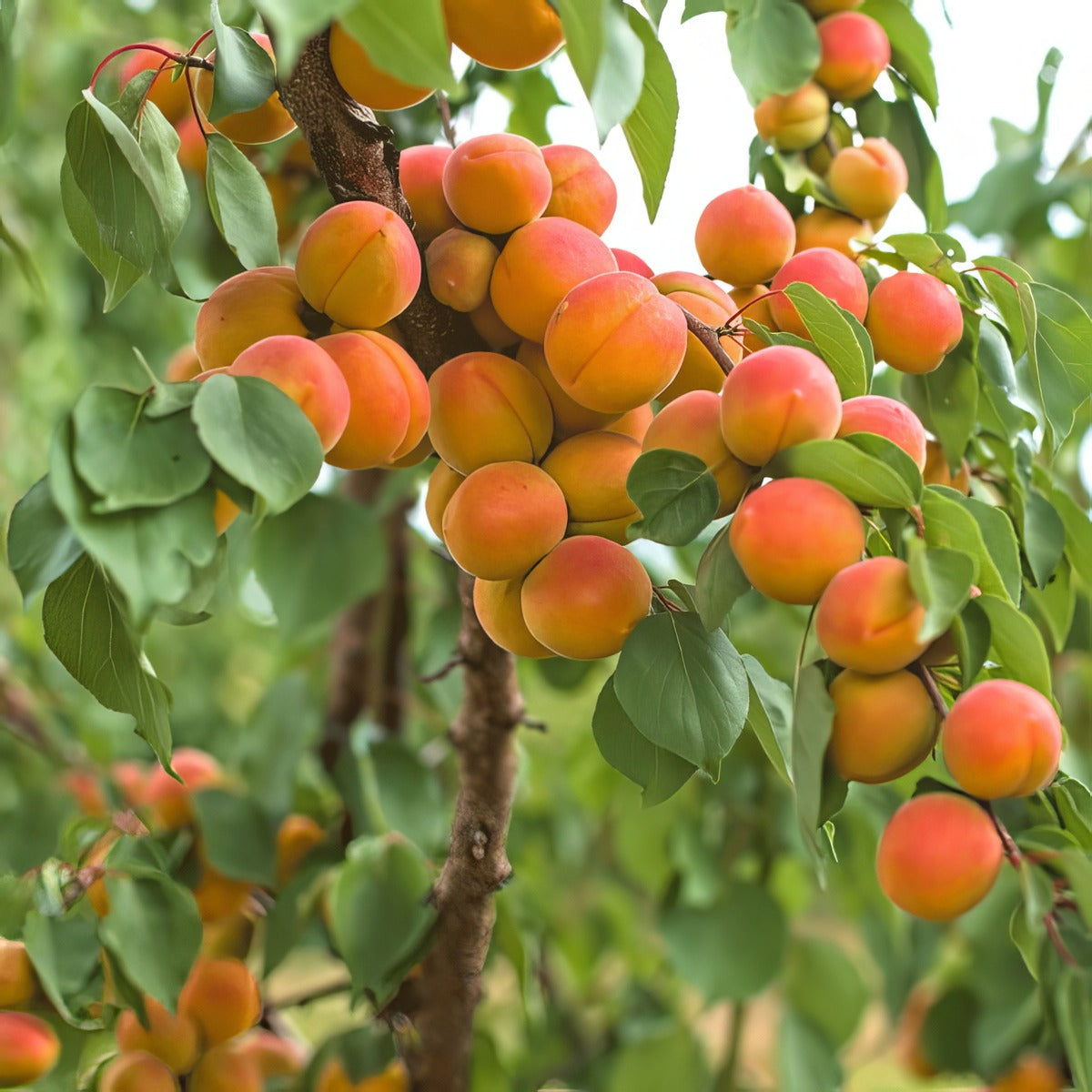 Dwarf Apricot Divinity Treaprddi - Garden Express Australia