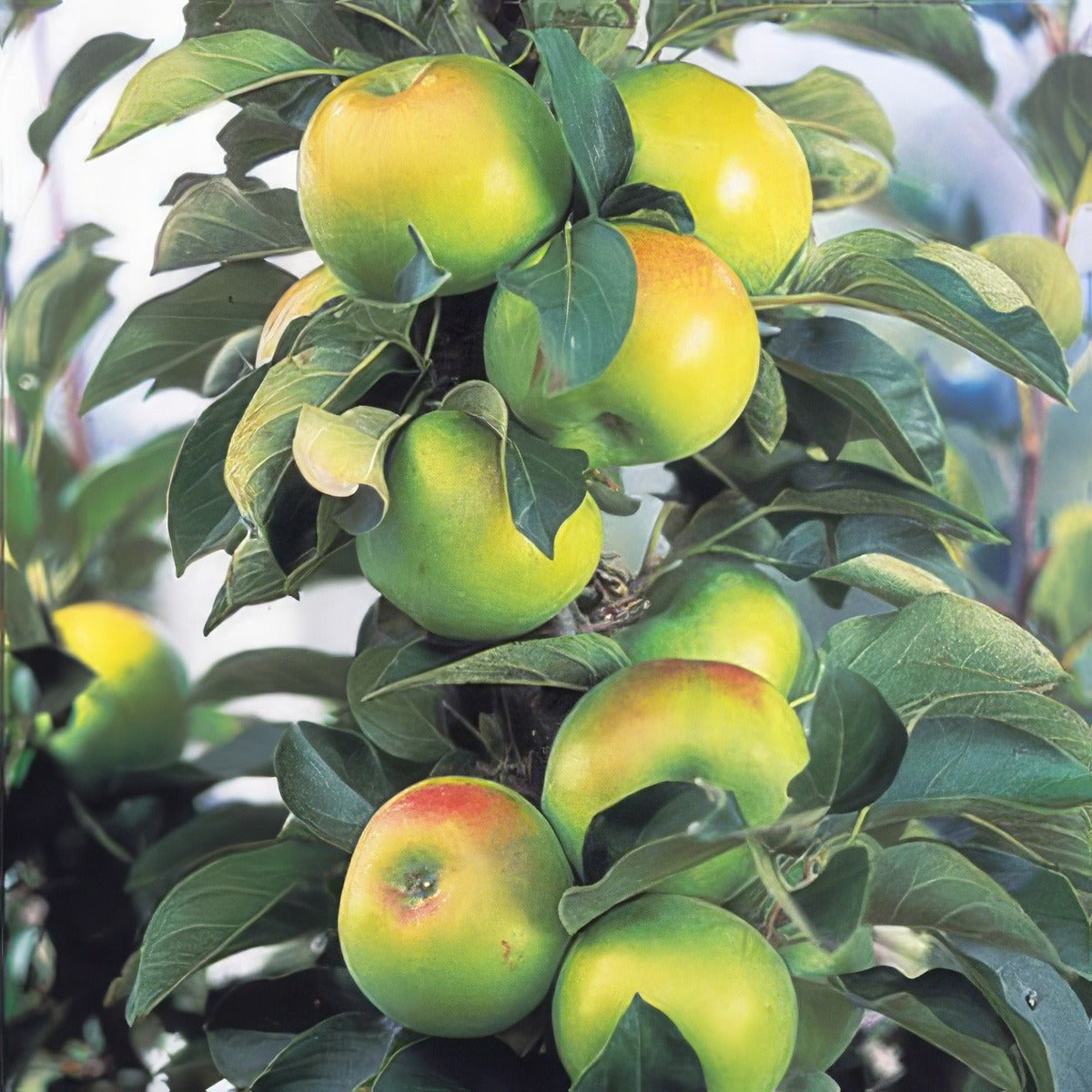 Ballerina Bolero - Garden Express Australia