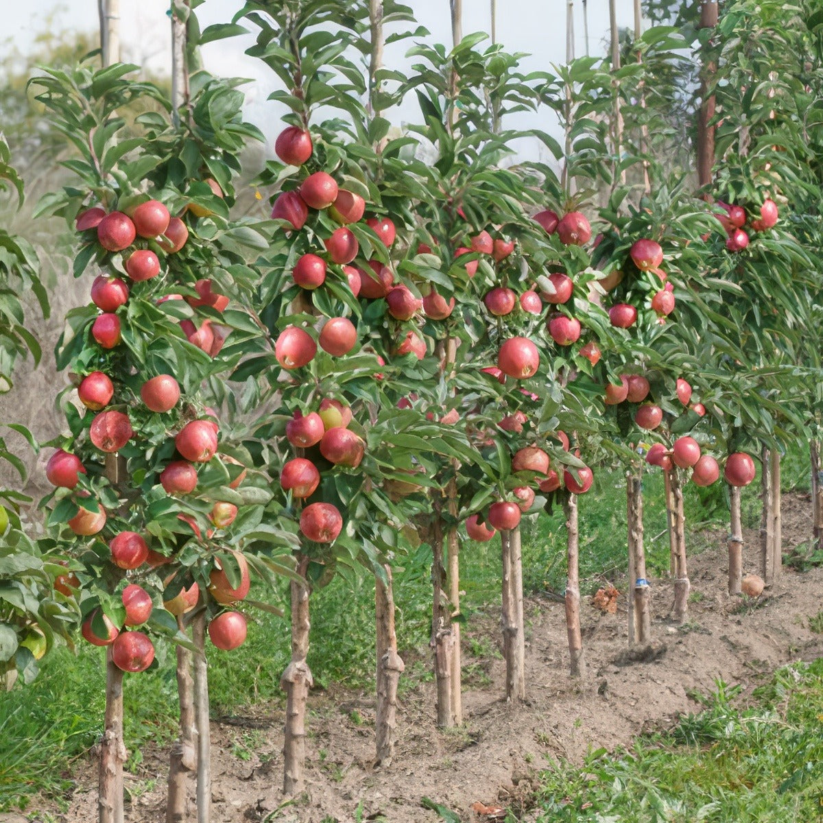 Ballerina Apple Waltz - Garden Express Australia