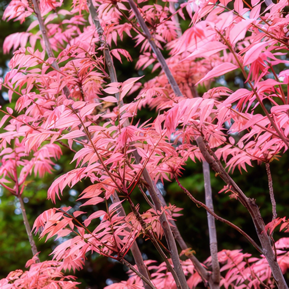 Chinese Cedar 15 Cfg - Garden Express Australia