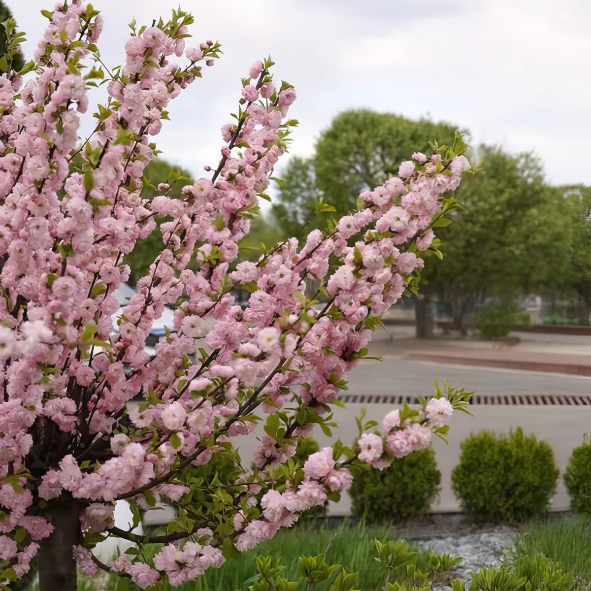 Flowering Almond Double Pink Trefaldpi - Garden Express Australia