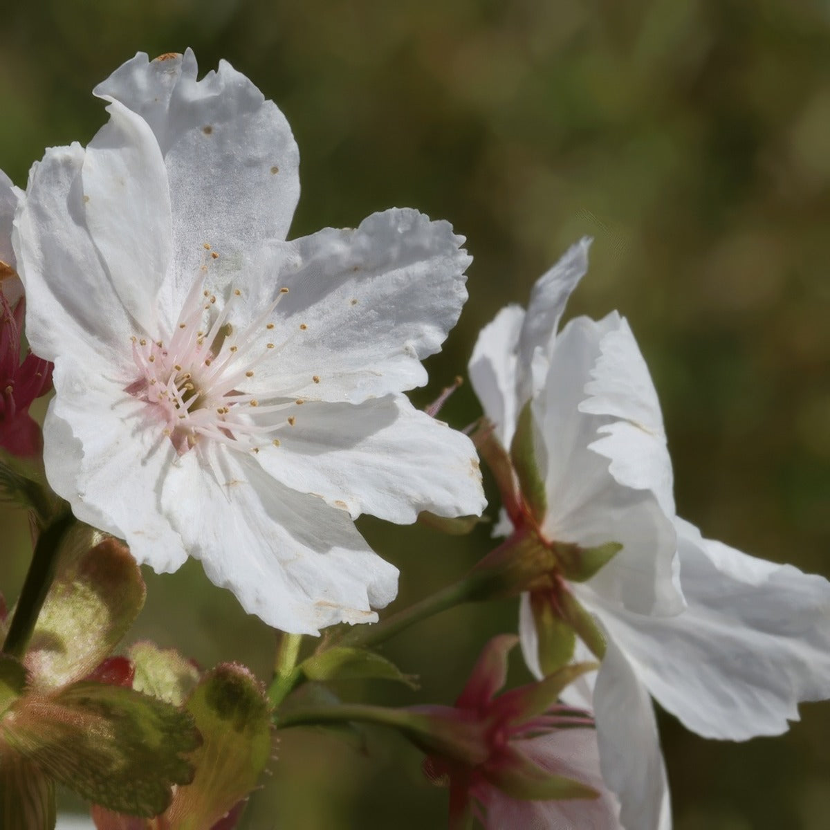 Flowering Cherry Prunus Tai Haku G1 - Garden Express Australia