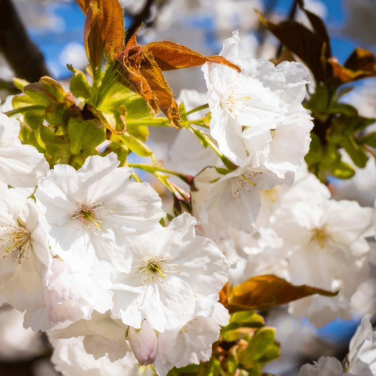 Flowering Cherry Prunus Tai Haku Trefchtha - Garden Express Australia