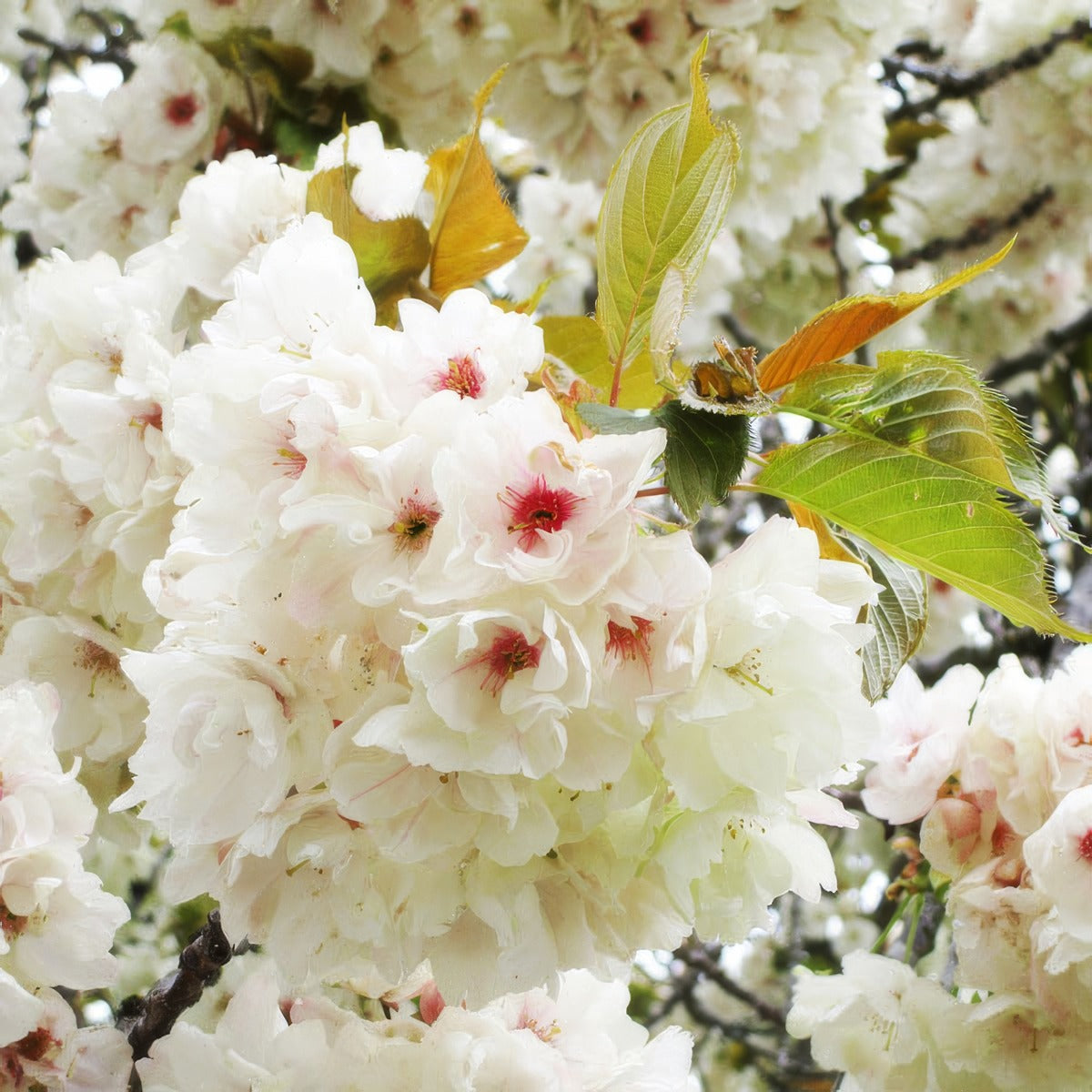 Prunus Ukon Trepruuko - Garden Express Australia