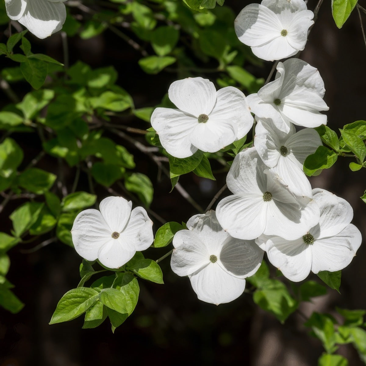 Flowering Dogwood Eddies White Wonder Trefldeww - Garden Express Australia