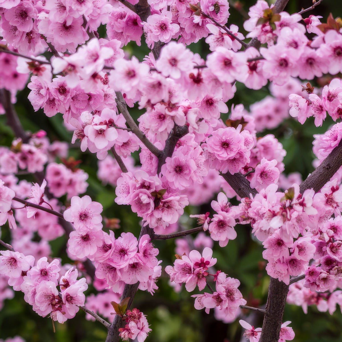 Flowering Plum Prunus X Blireana Trefplbli - Garden Express Australia