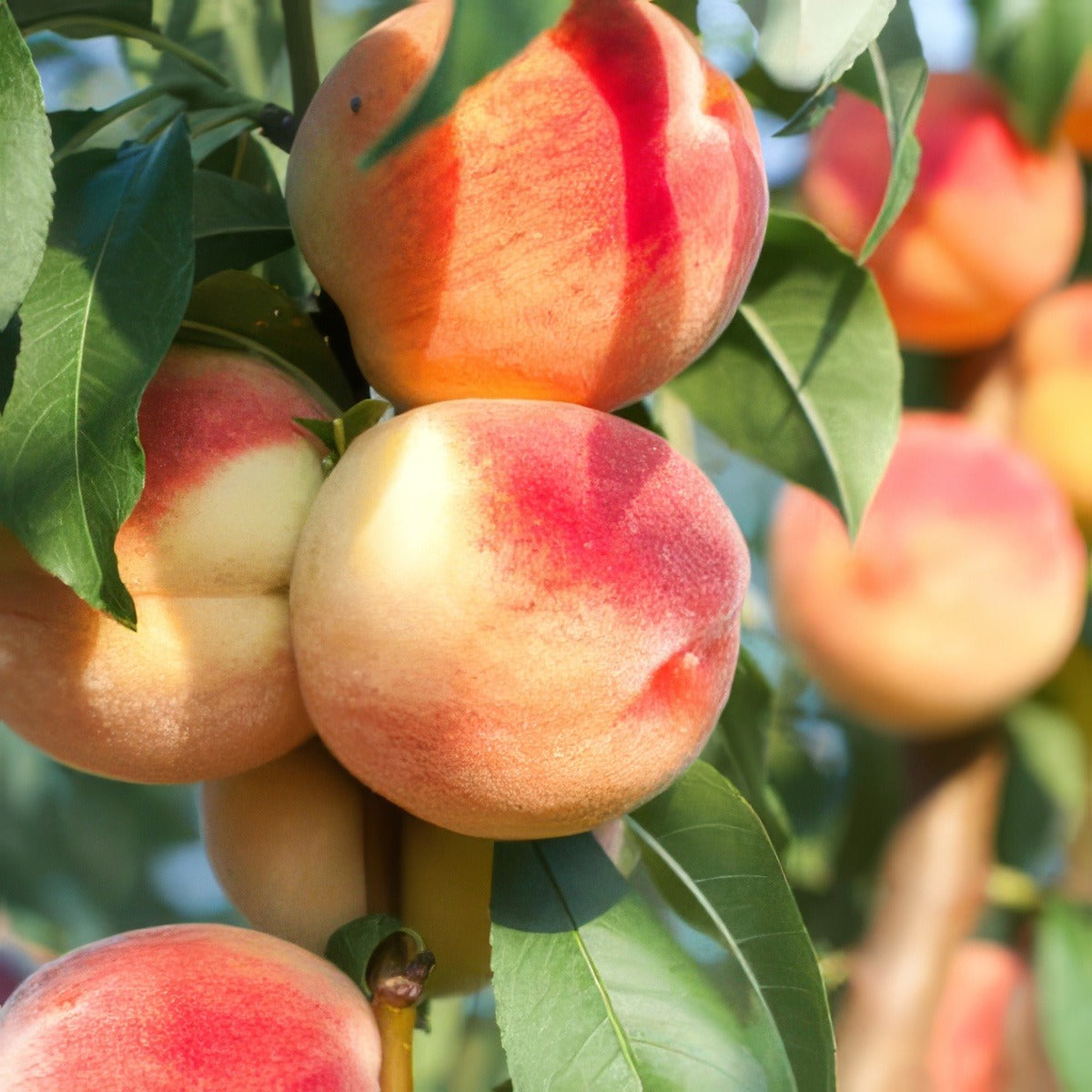 Peach Anzac 14 - Garden Express Australia