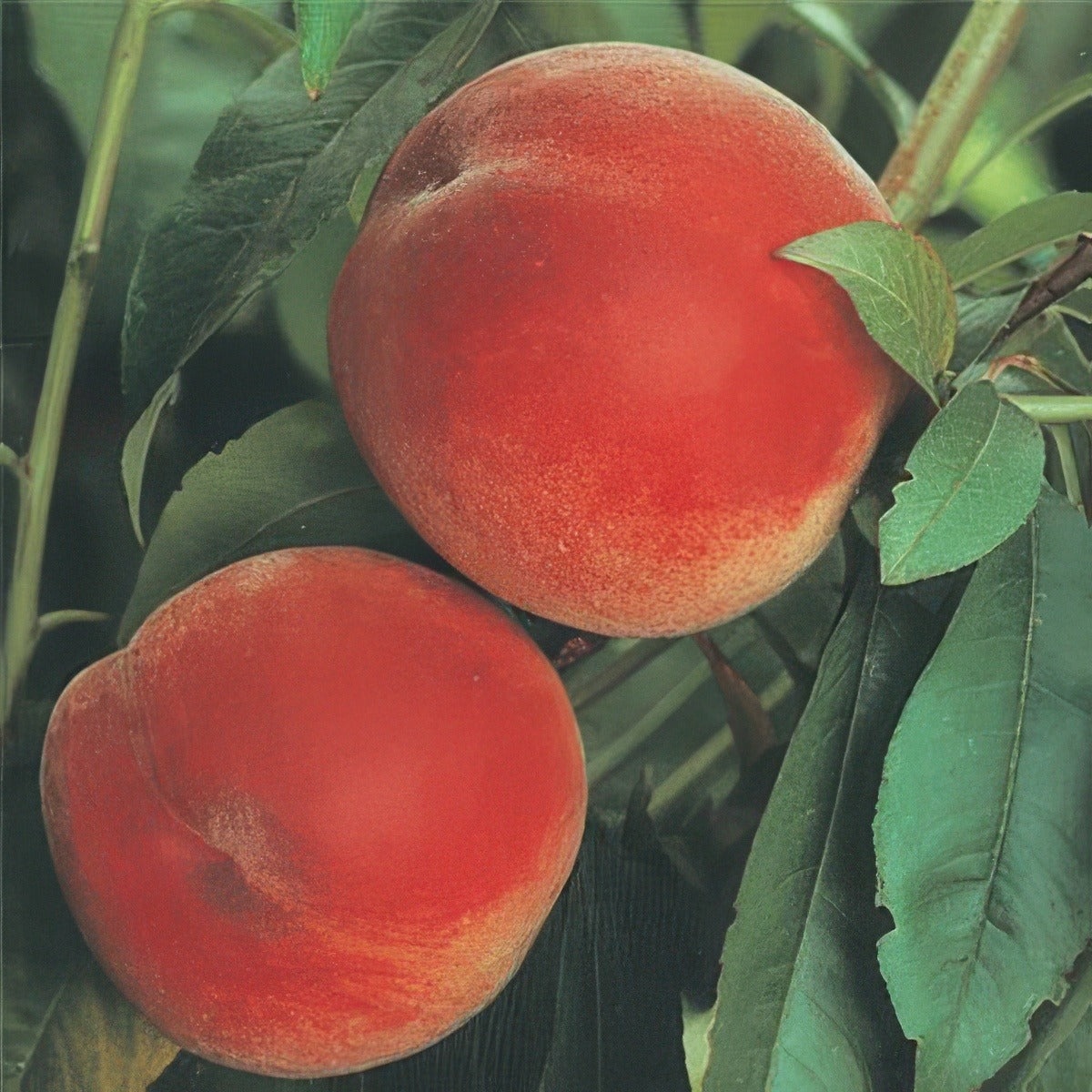 Peach Anzac - Garden Express Australia