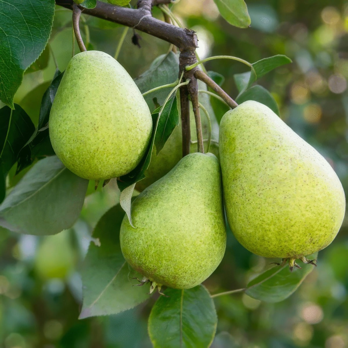 Dwarf Pear Packham Triumph Trepeadpt - Garden Express Australia