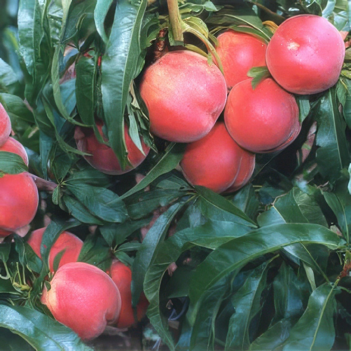 Peach Dwarf Valley Red - Garden Express Australia
