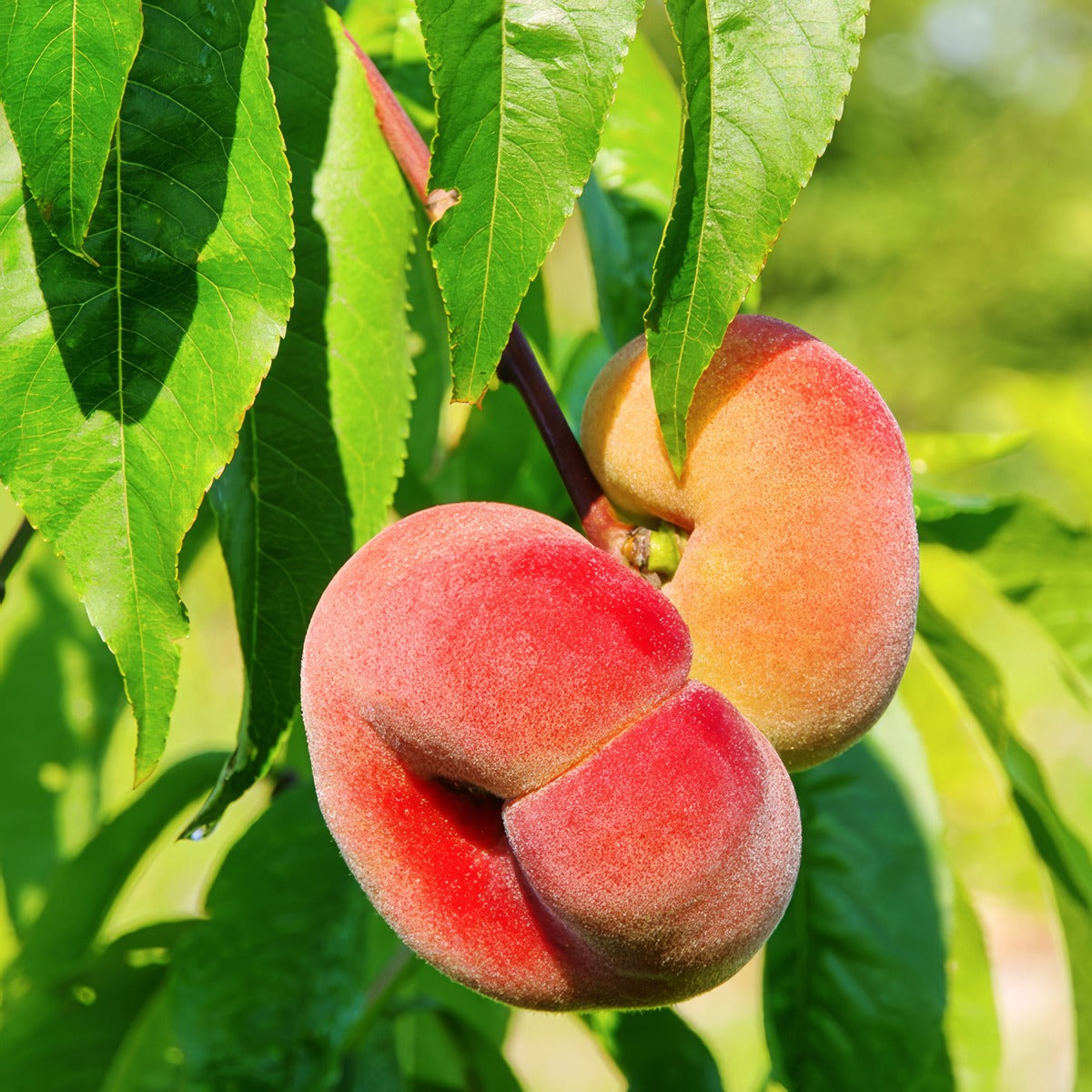 Dwarf Peach Angel Trepeadwa - Garden Express Australia